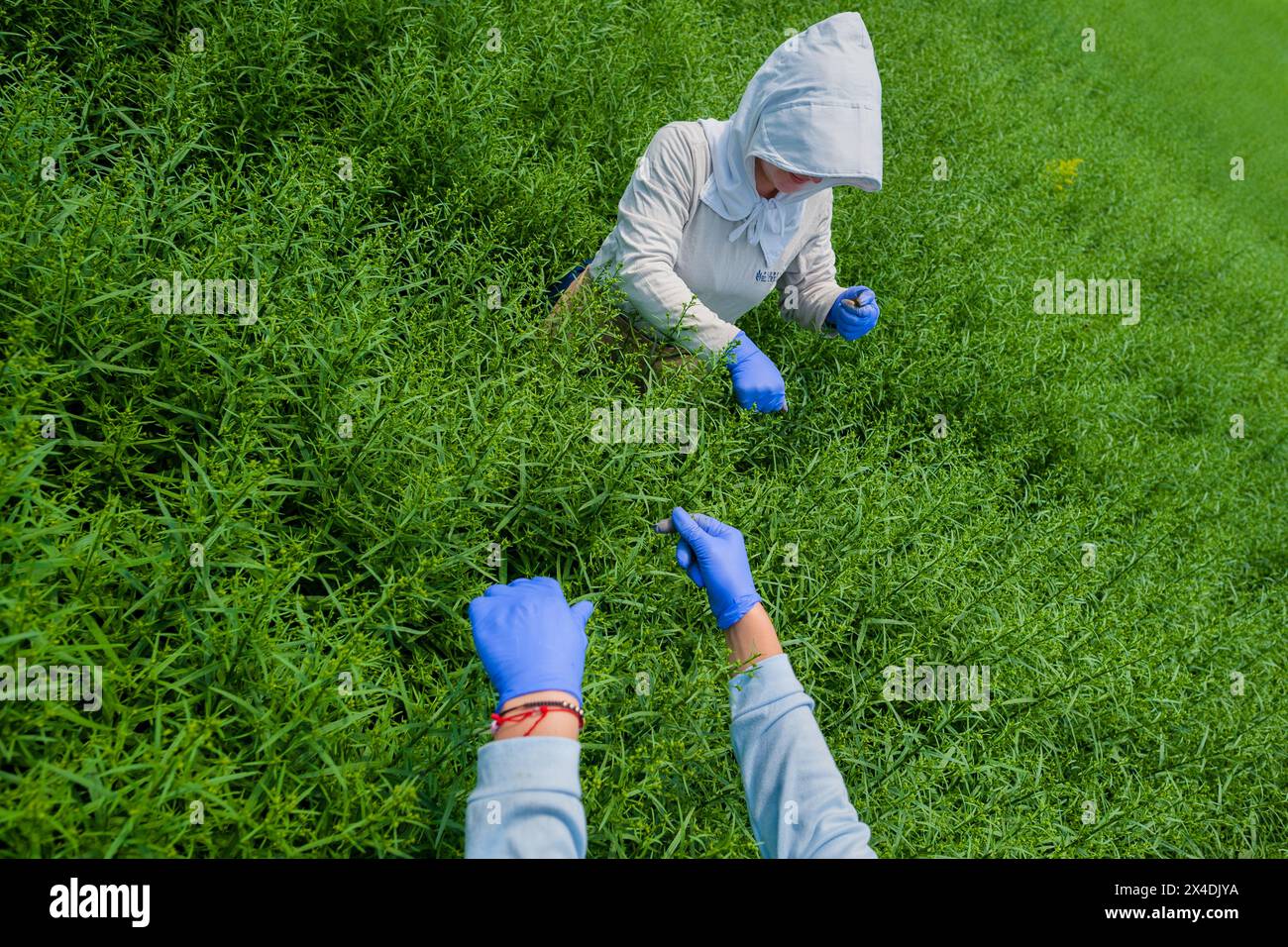 I contadini colombiani pizzicano le punte dei fiori non fioriti in un'azienda agricola di fiori recisi a Rionegro, in Colombia, il 15 marzo 2024. Foto Stock