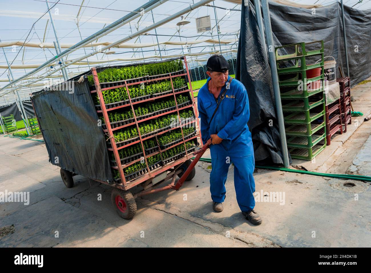 Un lavoratore agricolo colombiano tira un rimorchio carico di vassoi di piantine contenenti talee in un allevamento di fiori recisi a Rionegro, in Colombia, il 15 marzo 2024. Foto Stock