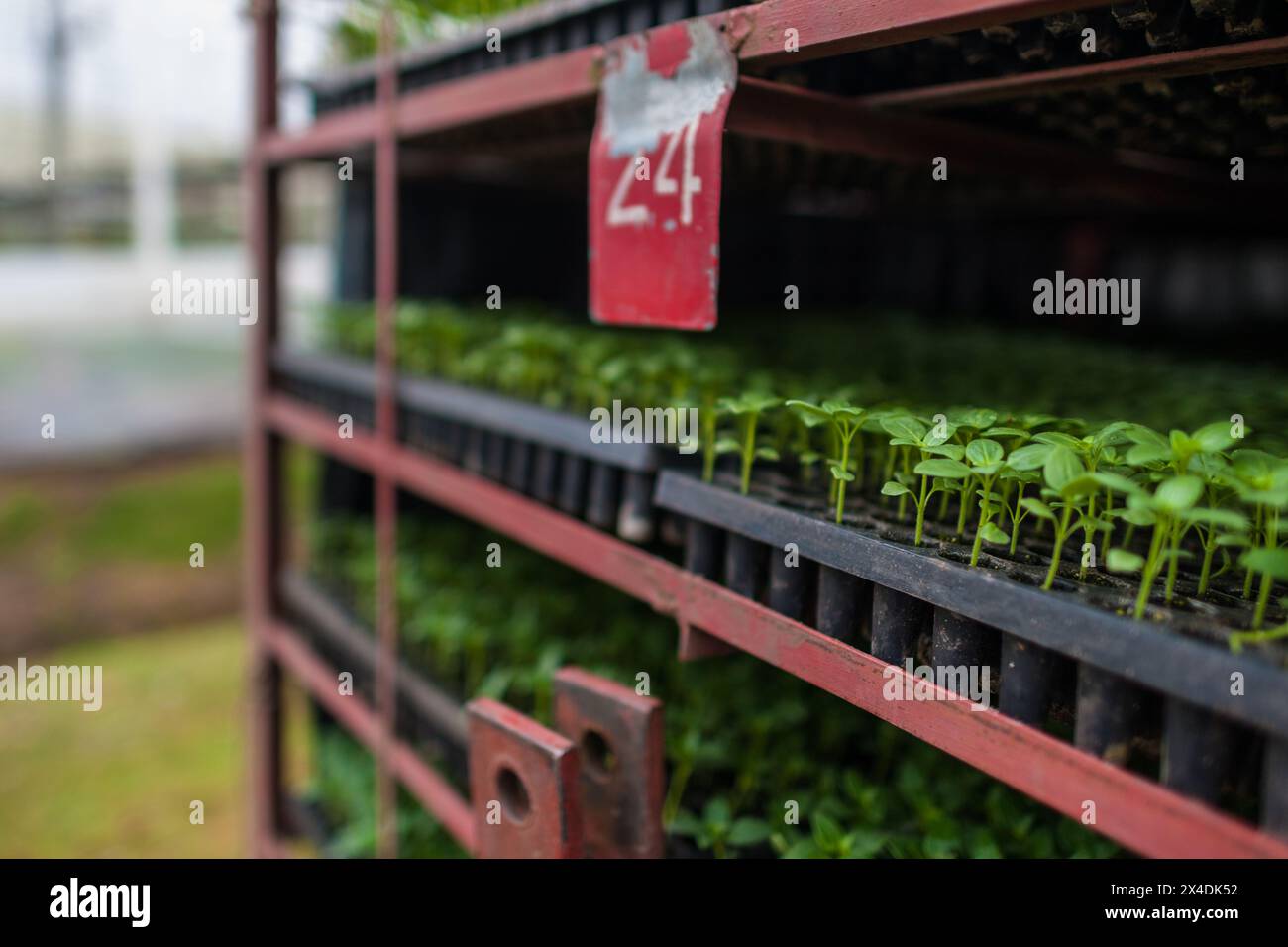 I vassoi di piantine con fiori germinanti sono collocati in un contenitore di trasporto presso un allevamento di fiori recisi a Rionegro, in Colombia, il 15 marzo 2024. Foto Stock