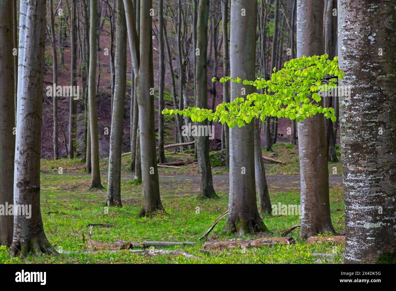 Tronchi di faggi europei e ramoscelli con foglie fresche in erba nella foresta latifoglie in primavera Foto Stock