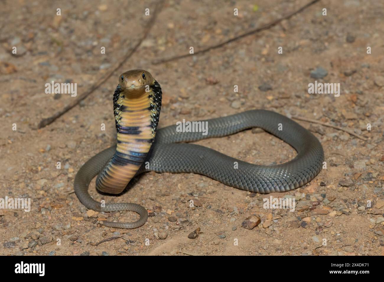 Un giovane Mozambico sputando Cobra (Naja mossambica) che mostra difensività Foto Stock