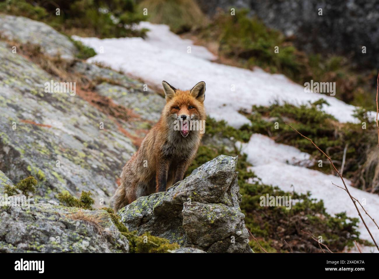 Una volpe rossa, Vulpes vulpes, su una sbadiglia mentre guarda la telecamera. Aosta, Valsavarenche, Parco Nazionale del Gran Paradiso, Italia. Foto Stock