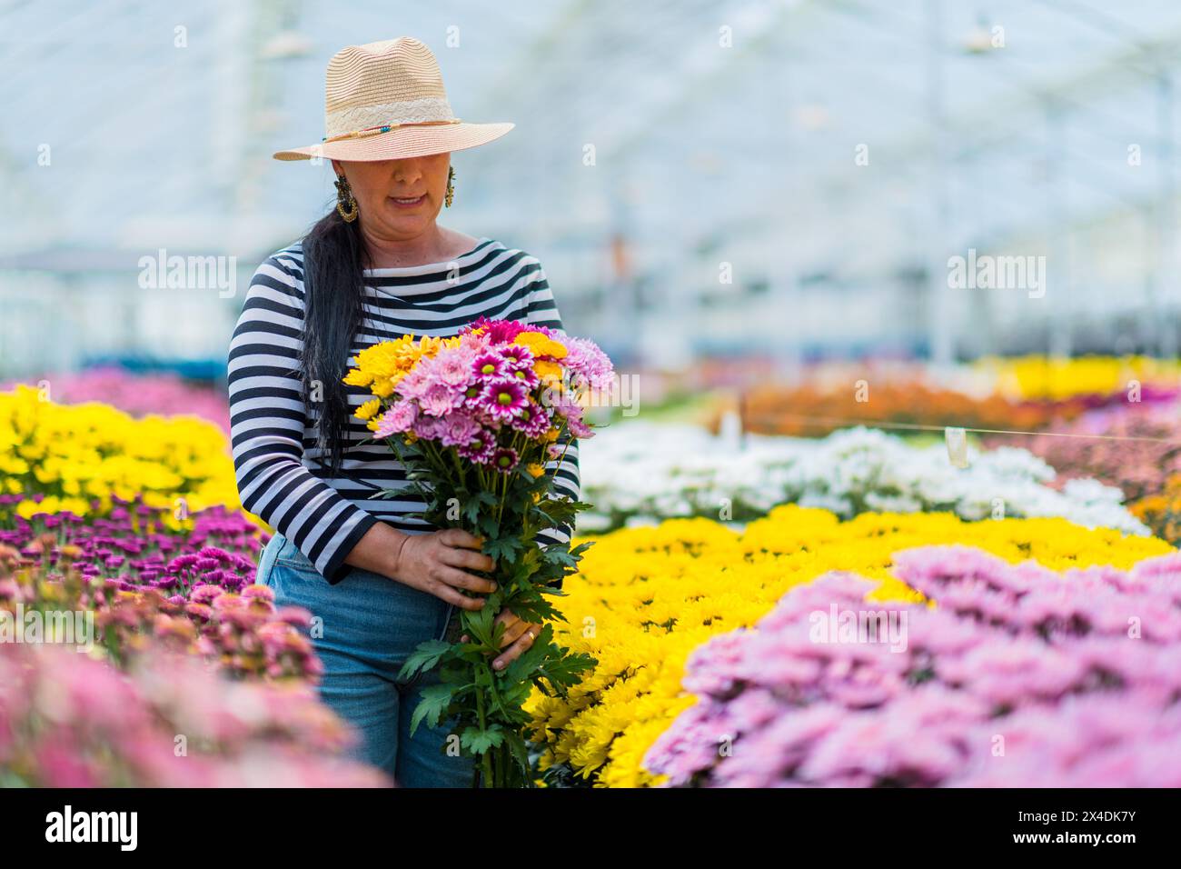 Una donna colombiana raccoglie i crisantemi per creare un bouquet di fiori organizzato in una fattoria di fiori recisi a Rionegro, in Colombia, il 15 marzo 2024. Foto Stock