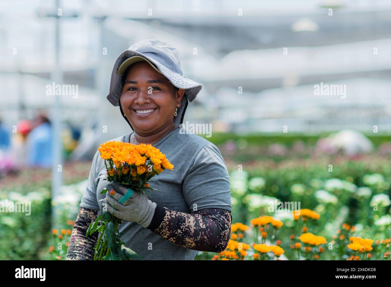 Un lavoratore agricolo colombiano raccoglie fiori di crisantemo in una fattoria di fiori recisi a Rionegro, in Colombia, il 15 marzo 2024. Foto Stock