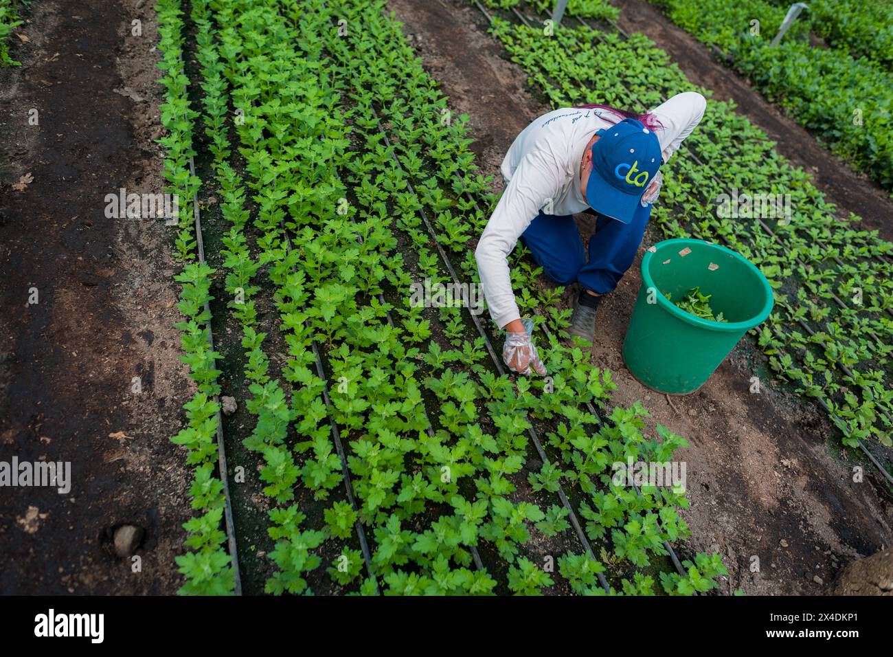 Un lavoratore agricolo colombiano ispeziona le talee di crisantemo in un campo in una fattoria di fiori recisi a Rionegro, in Colombia, il 16 marzo 2024. Foto Stock