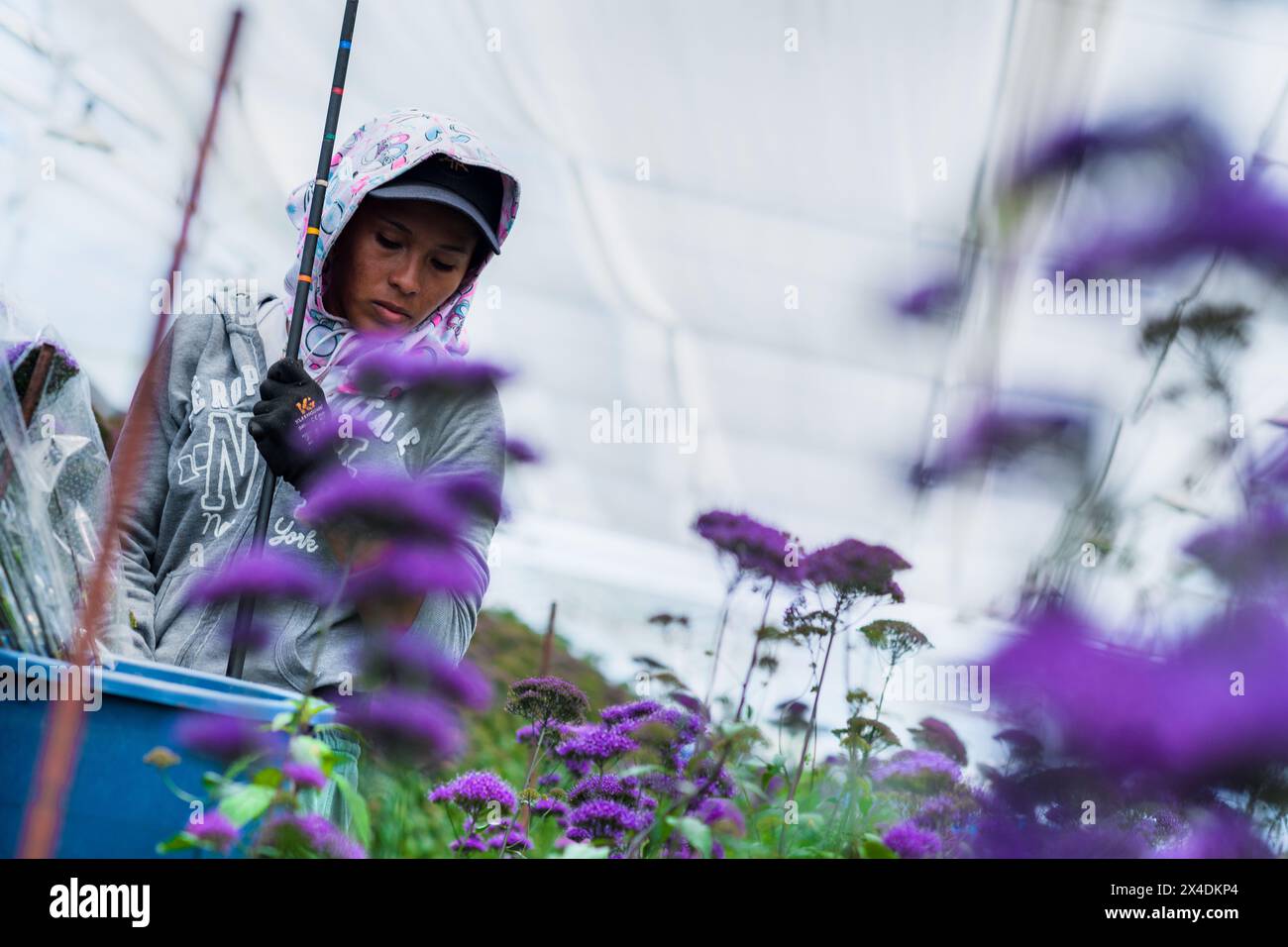 Un lavoratore agricolo colombiano raccoglie fiori di trota in un allevamento di fiori recisi a Rionegro, in Colombia, il 15 marzo 2024. Foto Stock