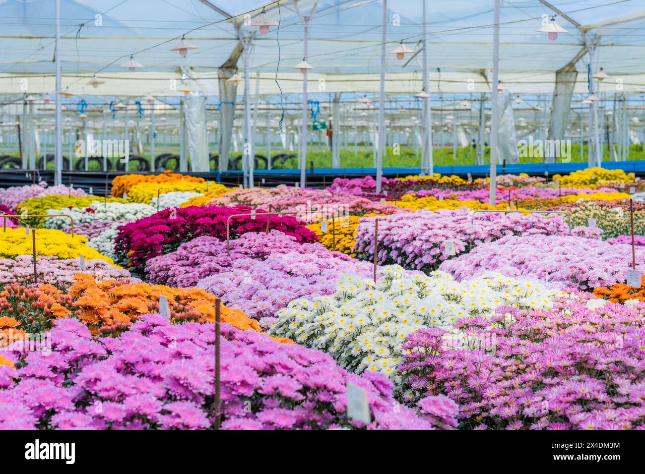 I fiori del crisantemo in piena fioritura sono visti crescere in file in una fattoria di fiori recisi a Rionegro, in Colombia, il 15 marzo 2024. Foto Stock