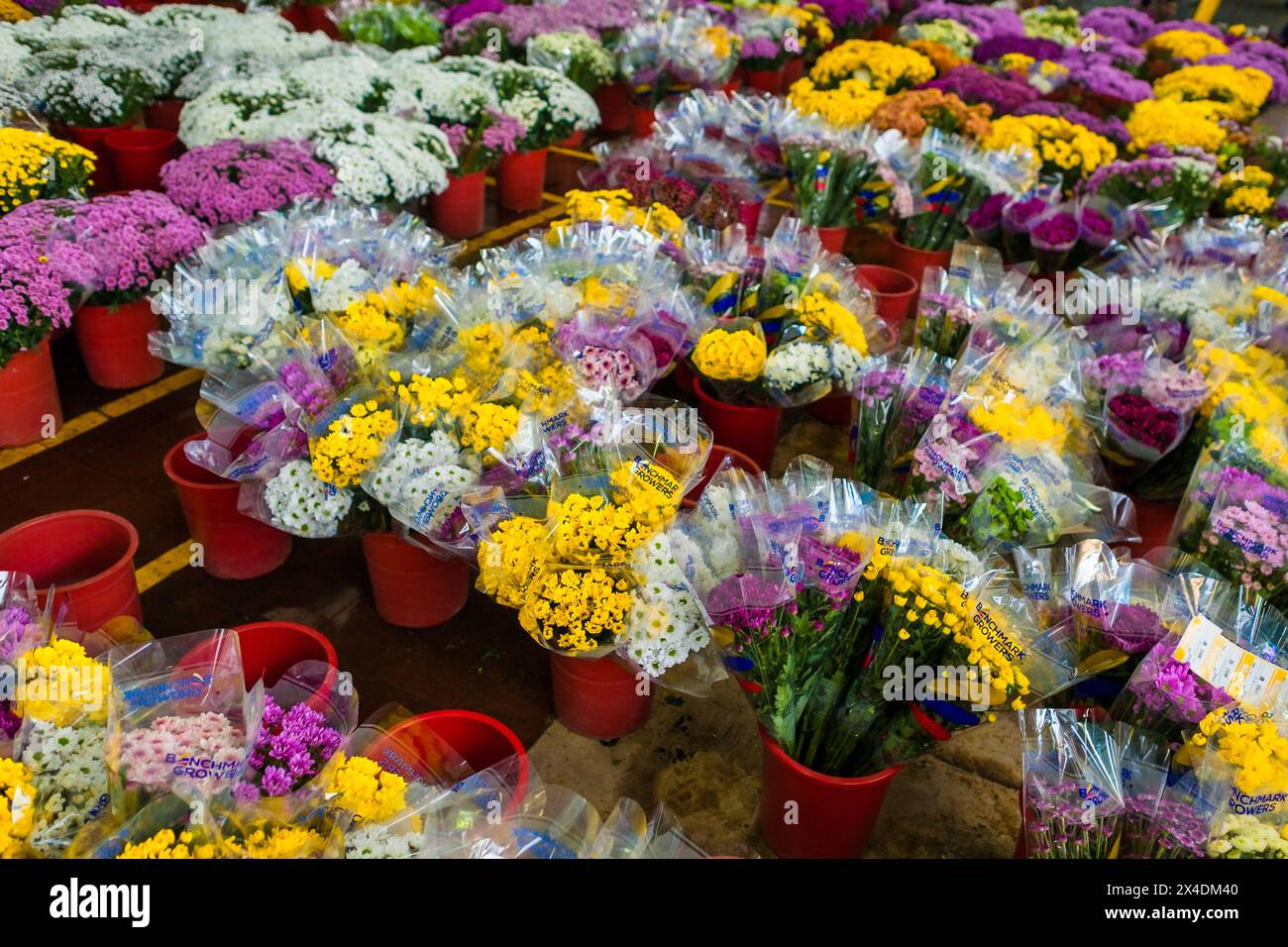 I mazzi di fiori sono conservati in secchi d'acqua nell'impianto di trasformazione di un'azienda agricola di fiori recisi a Rionegro, in Colombia, il 15 marzo 2024. Foto Stock