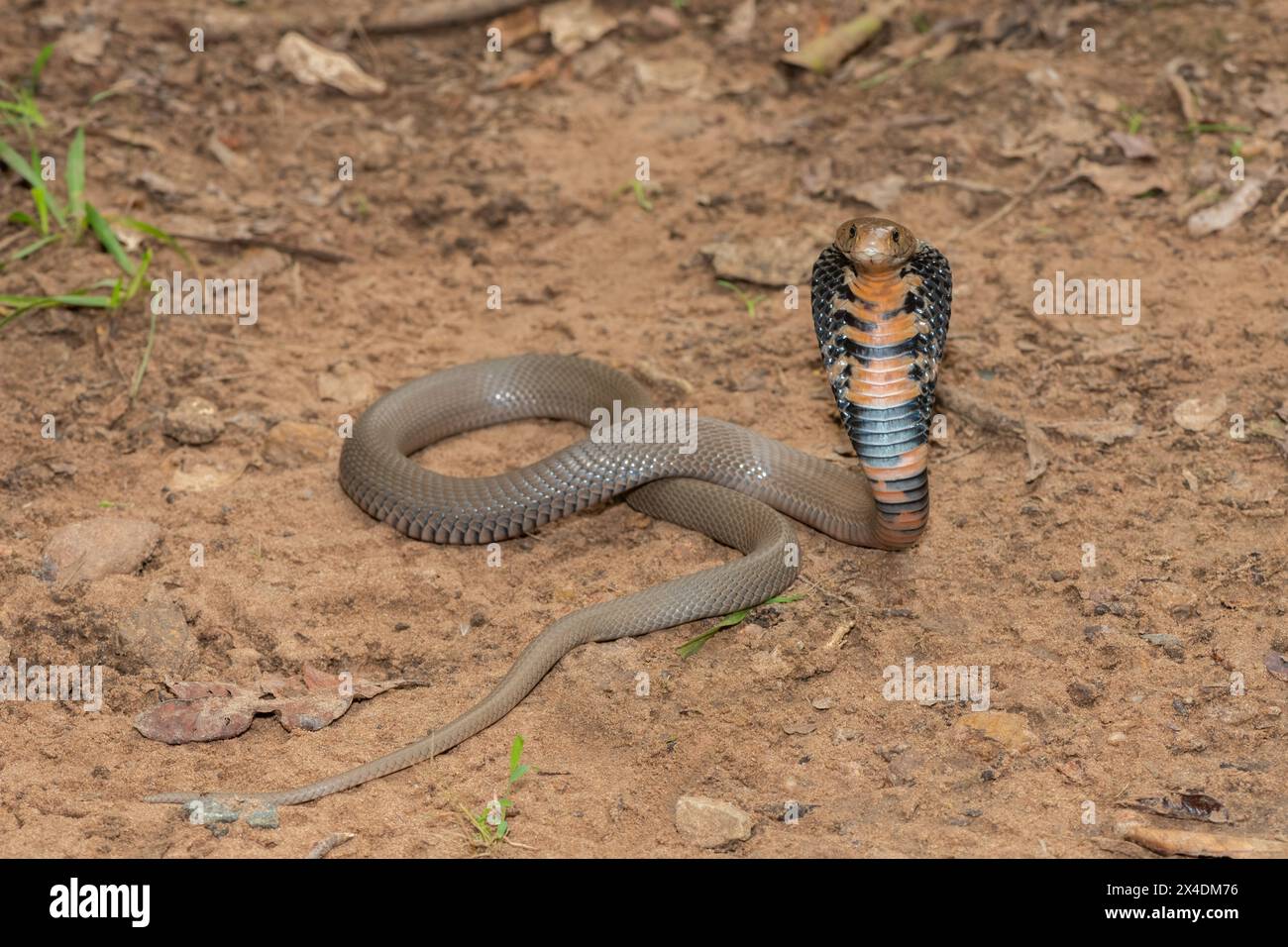 Primo piano di un selvaggio mozambicano che sputa Cobra (Naja mossambica) con il suo caratteristico cappuccio Foto Stock