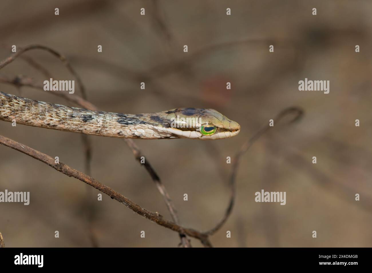 Un serpente di vite del sud carino e giovanile (Thelotornis capensis) Foto Stock