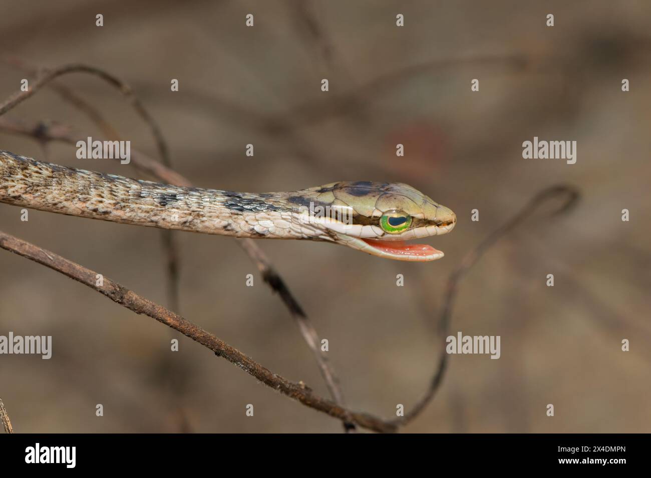 Un serpente di vite del sud carino e giovanile (Thelotornis capensis) Foto Stock