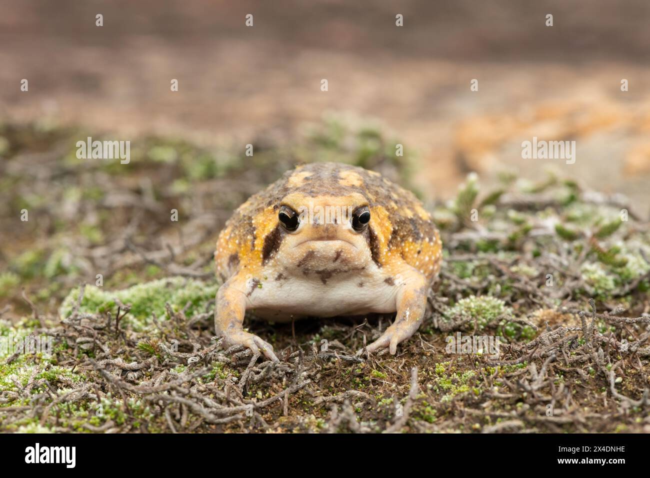 Foto frontale di una simpatica rana da pioggia Bushveld, nota anche come rana da pioggia comune (Breviceps adspersus) Foto Stock