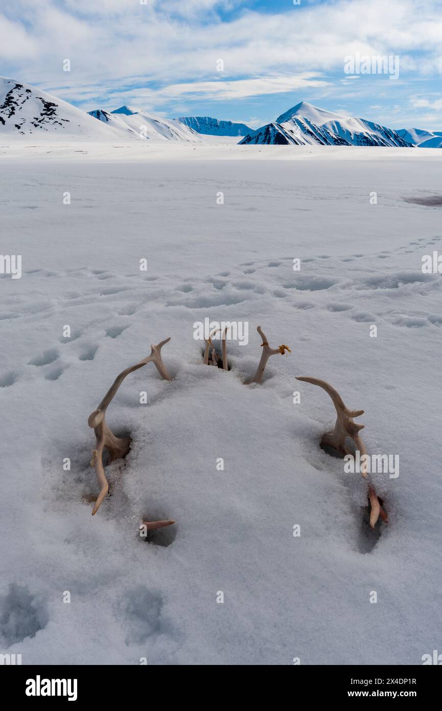 Un cerchio di corna di renne sporge dalla neve. Vicino a Mushamna, Spitsbergen Island, Svalbard, Norvegia. Foto Stock