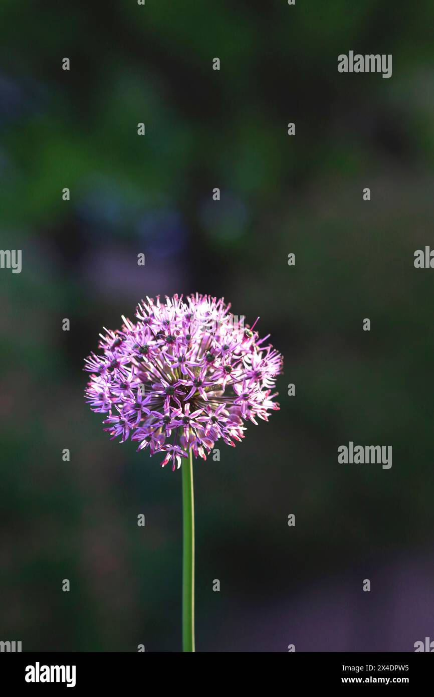Bellissimo Alium Flower Foto Stock