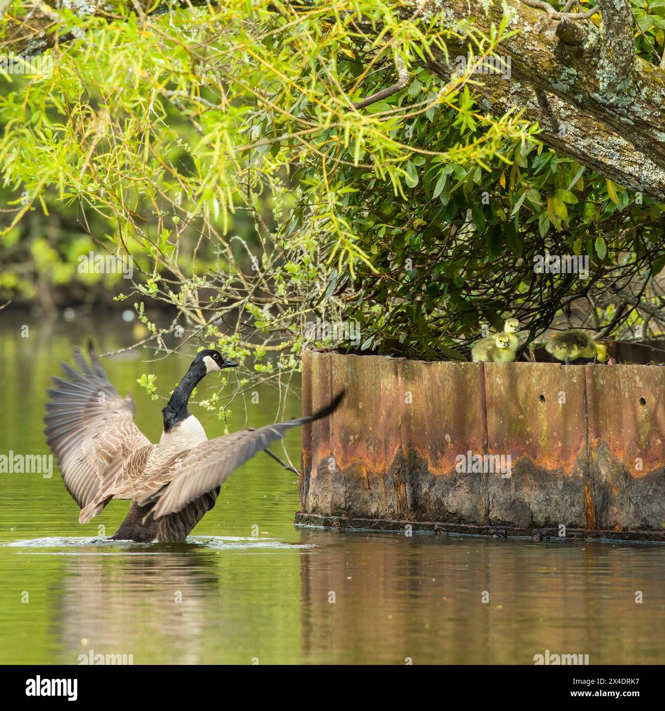 Adulto Canada Goose (Branta canadensis) che interagisce con tre imbracature Foto Stock