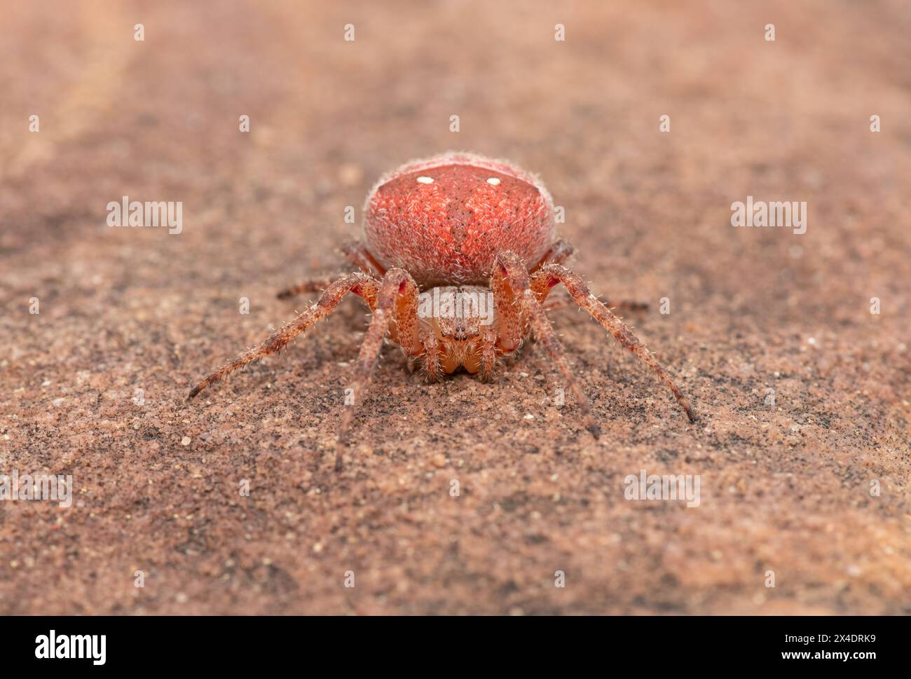 Splendido ragno Spiky Field (Pararaneus cyrtoscapus) su una roccia in una prateria Foto Stock