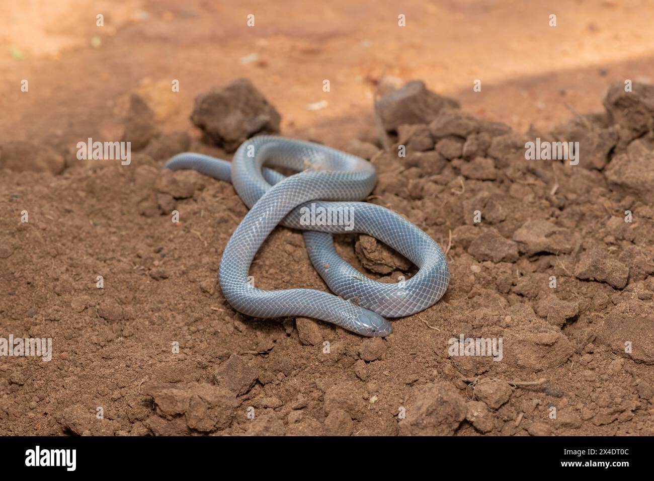 Un velenoso Bibrons Stiletto Snake (Atractaspis bibronii) in natura Foto Stock