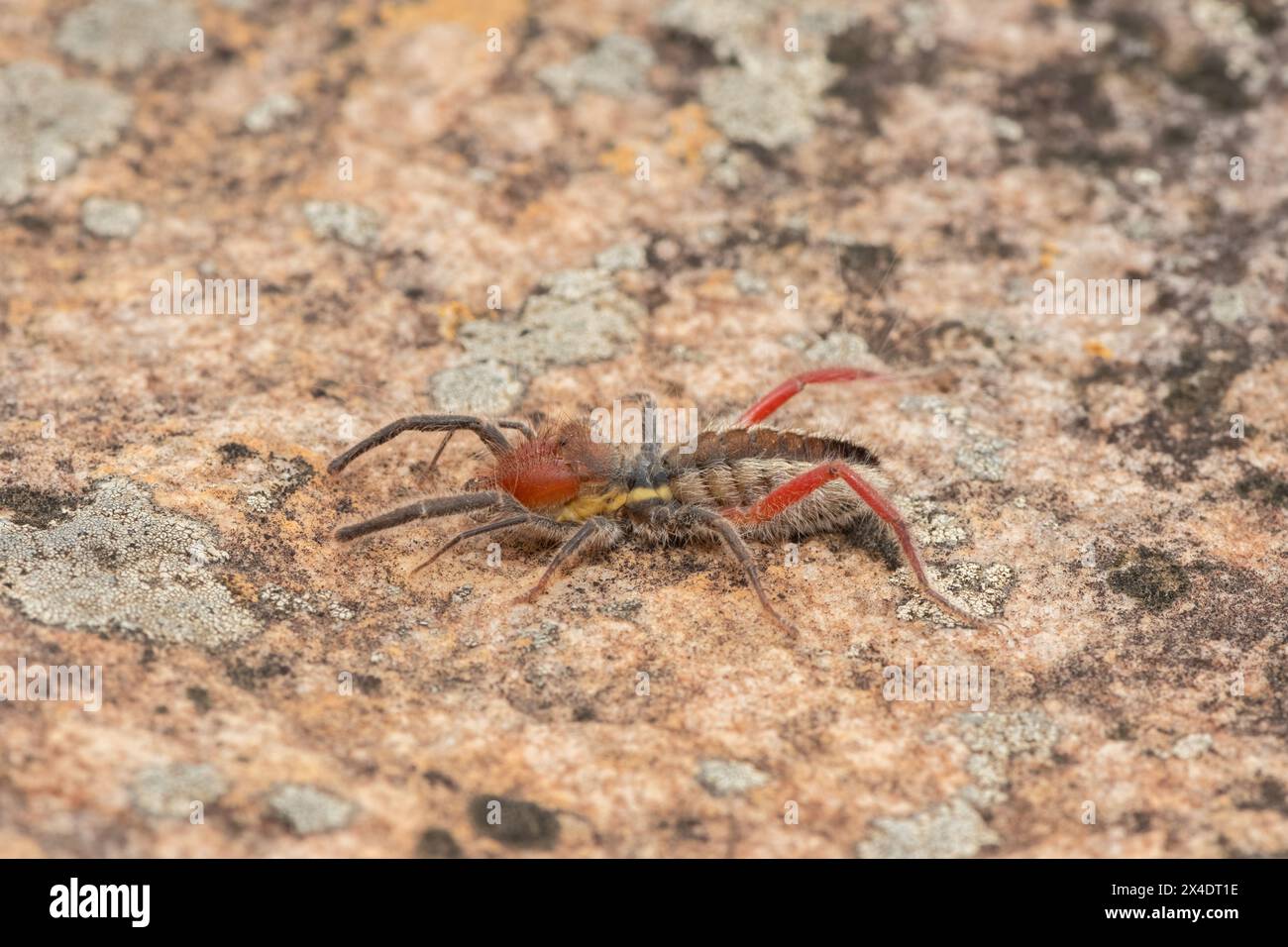 Primo piano di un bellissimo solifuge dalle zampe rosse (Solpugema sp) in natura Foto Stock