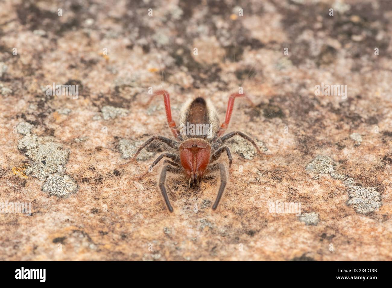 Primo piano di un bellissimo solifuge dalle zampe rosse (Solpugema sp) in natura Foto Stock