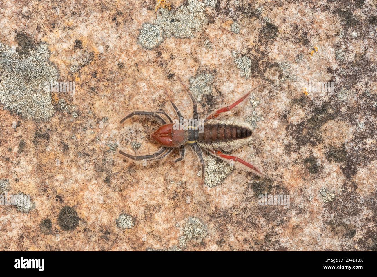 Primo piano di un bellissimo solifuge dalle zampe rosse (Solpugema sp) in natura Foto Stock