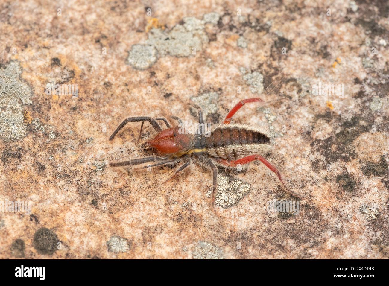 Primo piano di un bellissimo solifuge dalle zampe rosse (Solpugema sp) in natura Foto Stock