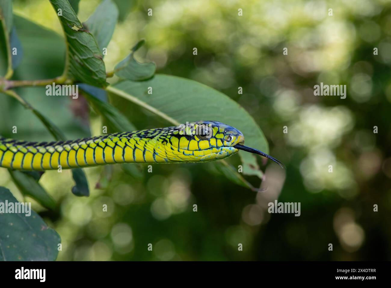 I colori vivaci di un boomslang maschile adulto altamente velenoso (Dispholidus typus), noto anche come serpente albero o serpente albero africano Foto Stock