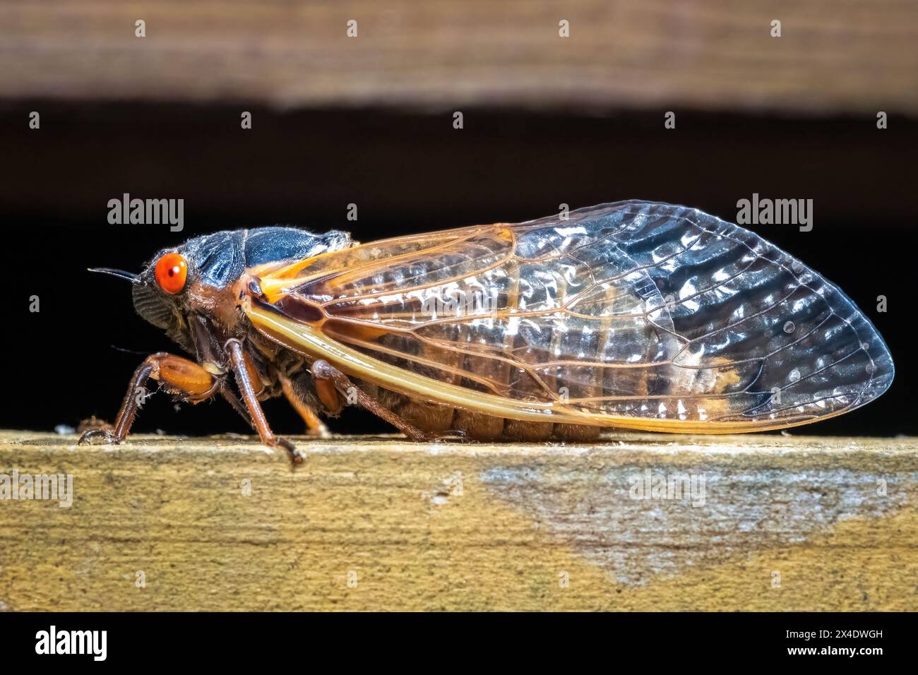 Vista del profilo della Cicada di Riley di 13 anni (Magicicada tredecim). Raleigh, Carolina del Nord. Foto Stock