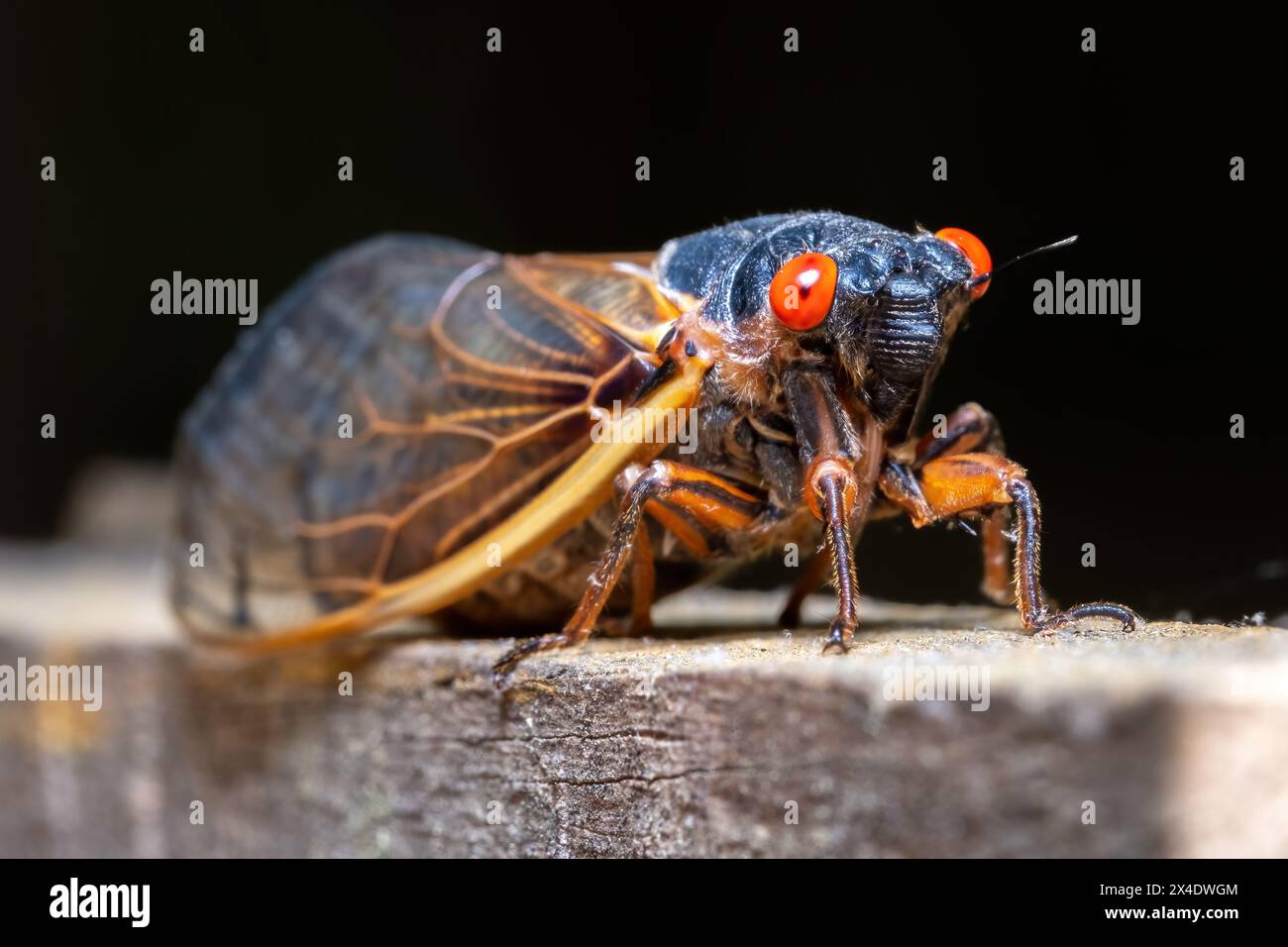 La Cicada di Riley di 13 anni (Magicicada tredecim). Raleigh, Carolina del Nord. Foto Stock