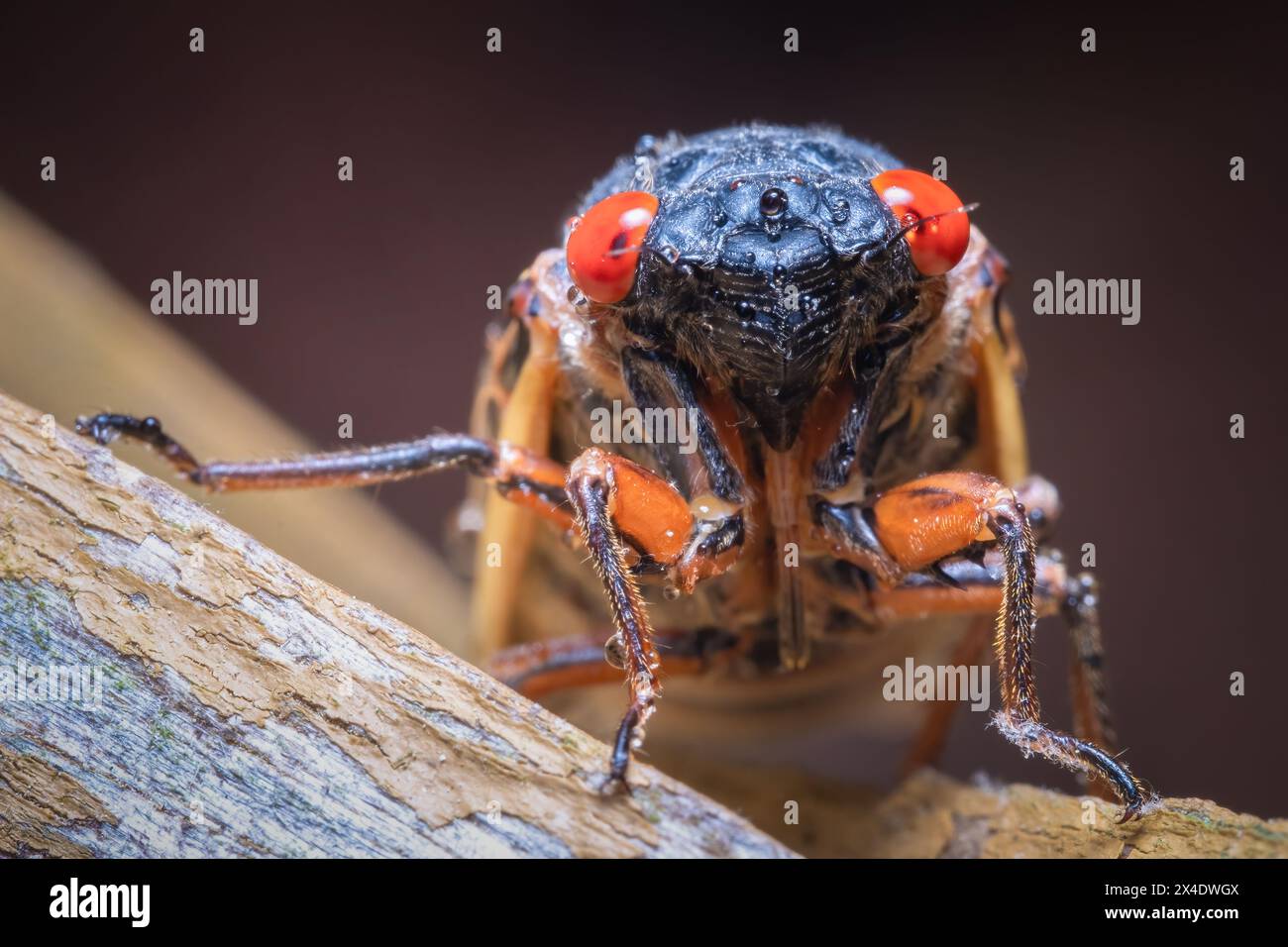 Vista frontale della Cicada di 13 anni di Riley (Magicicada tredecim). Raleigh, Carolina del Nord. Foto Stock