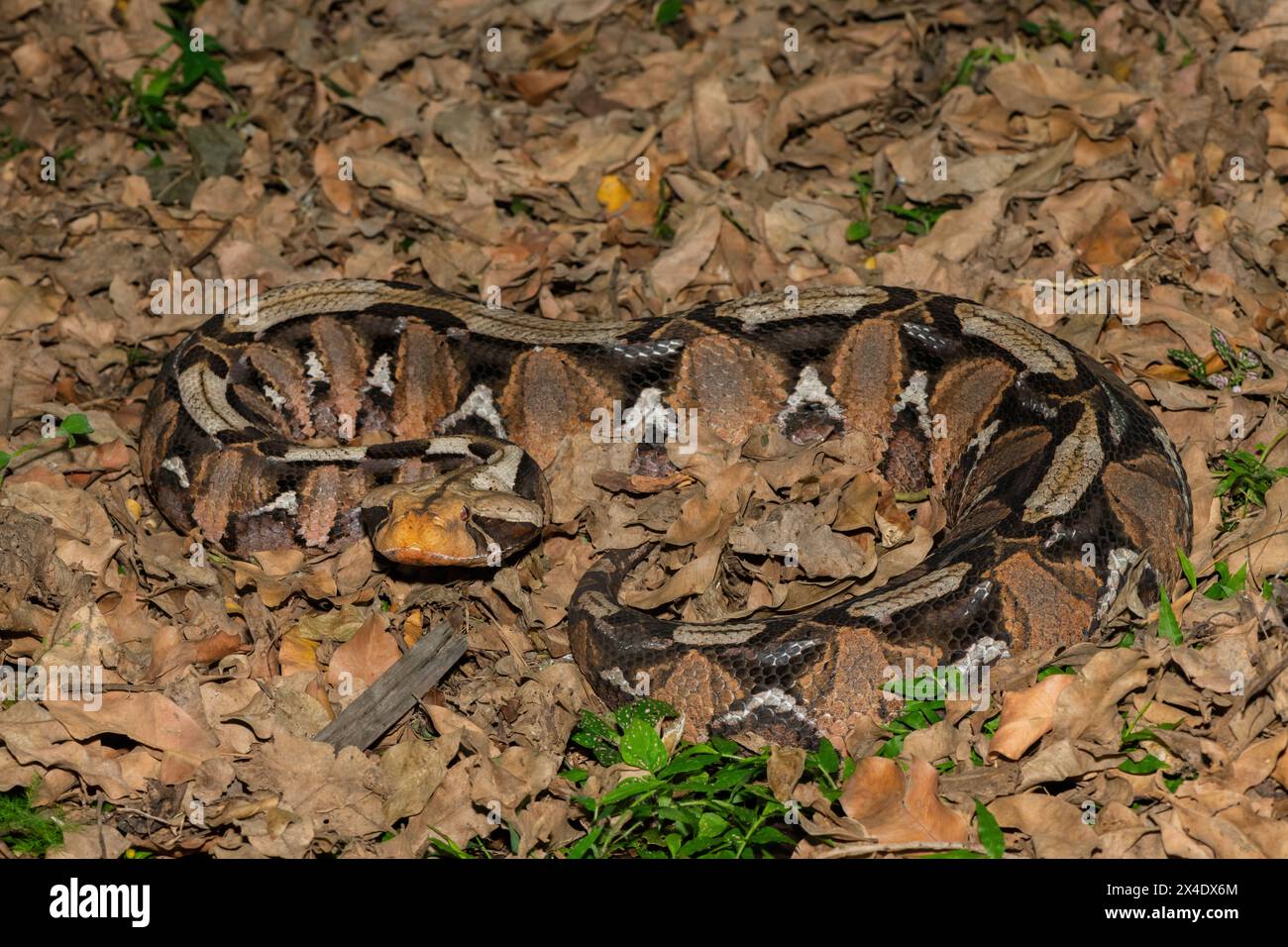 Il bellissimo camuffamento del Gaboon Adder (Bitis gabonica), chiamato anche Gaboon Viper, nel suo habitat naturale Foto Stock