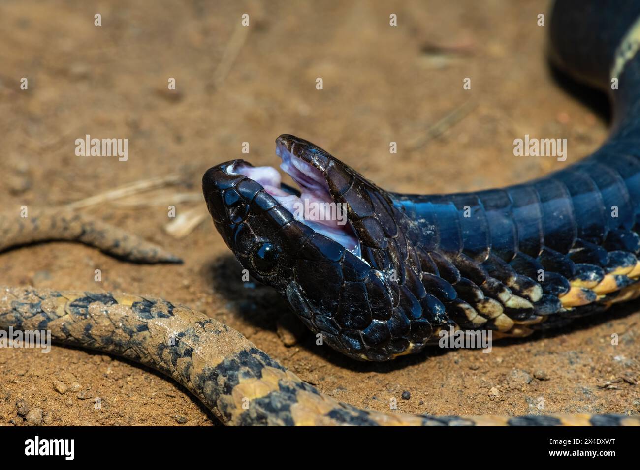Primo piano della testa di un rinkhals (Hemachatus haemachatus), noto anche come le ringhals o cobra sputante con il collo ad anello, mentre finge la morte Foto Stock
