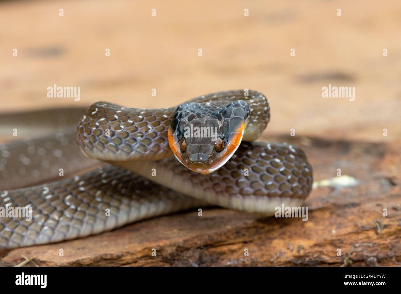 Un serpente adulto dalle labbra rosse (Crotaphopeltis hotamboeia) in posa difensiva Foto Stock