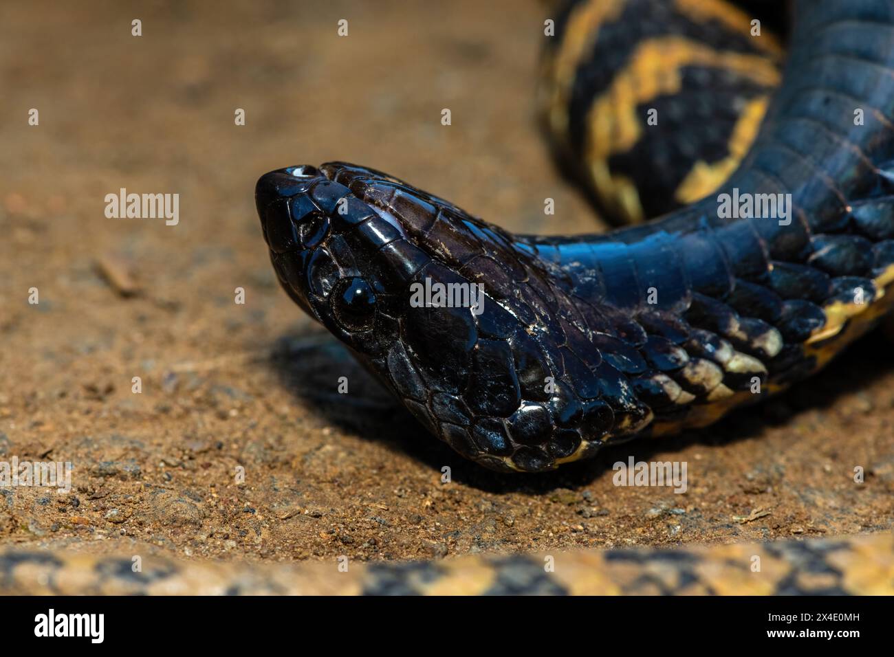 Primo piano della testa di un rinkhals (Hemachatus haemachatus), noto anche come le ringhals o cobra sputante con il collo ad anello, mentre finge la morte Foto Stock