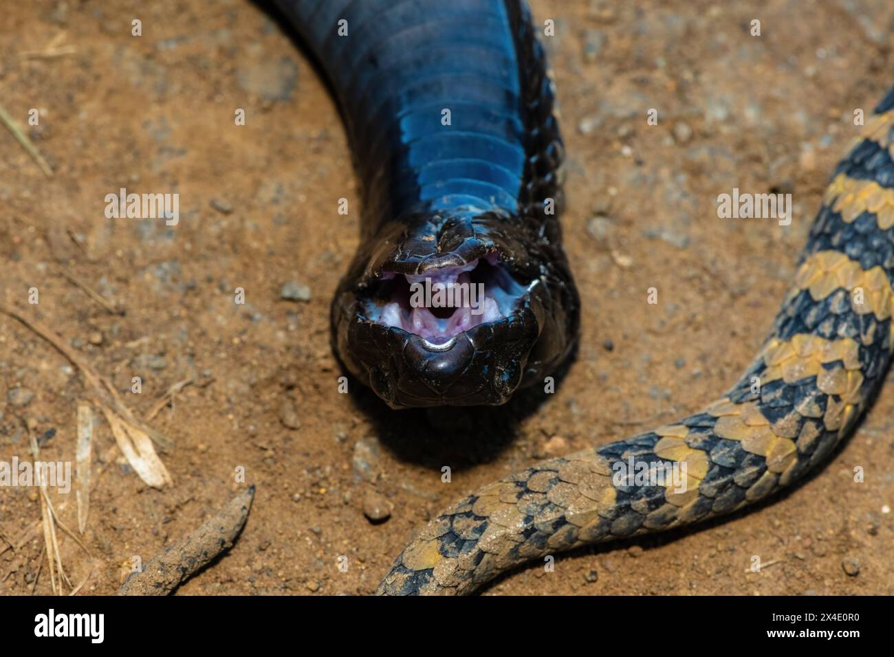 Primo piano della testa di un rinkhals (Hemachatus haemachatus), noto anche come le ringhals o cobra sputante con il collo ad anello, mentre finge la morte Foto Stock