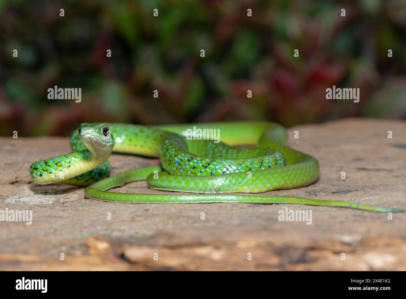 Primo piano di un bellissimo serpente verde maculato (Philothamnus semivariegatus) su una roccia Foto Stock