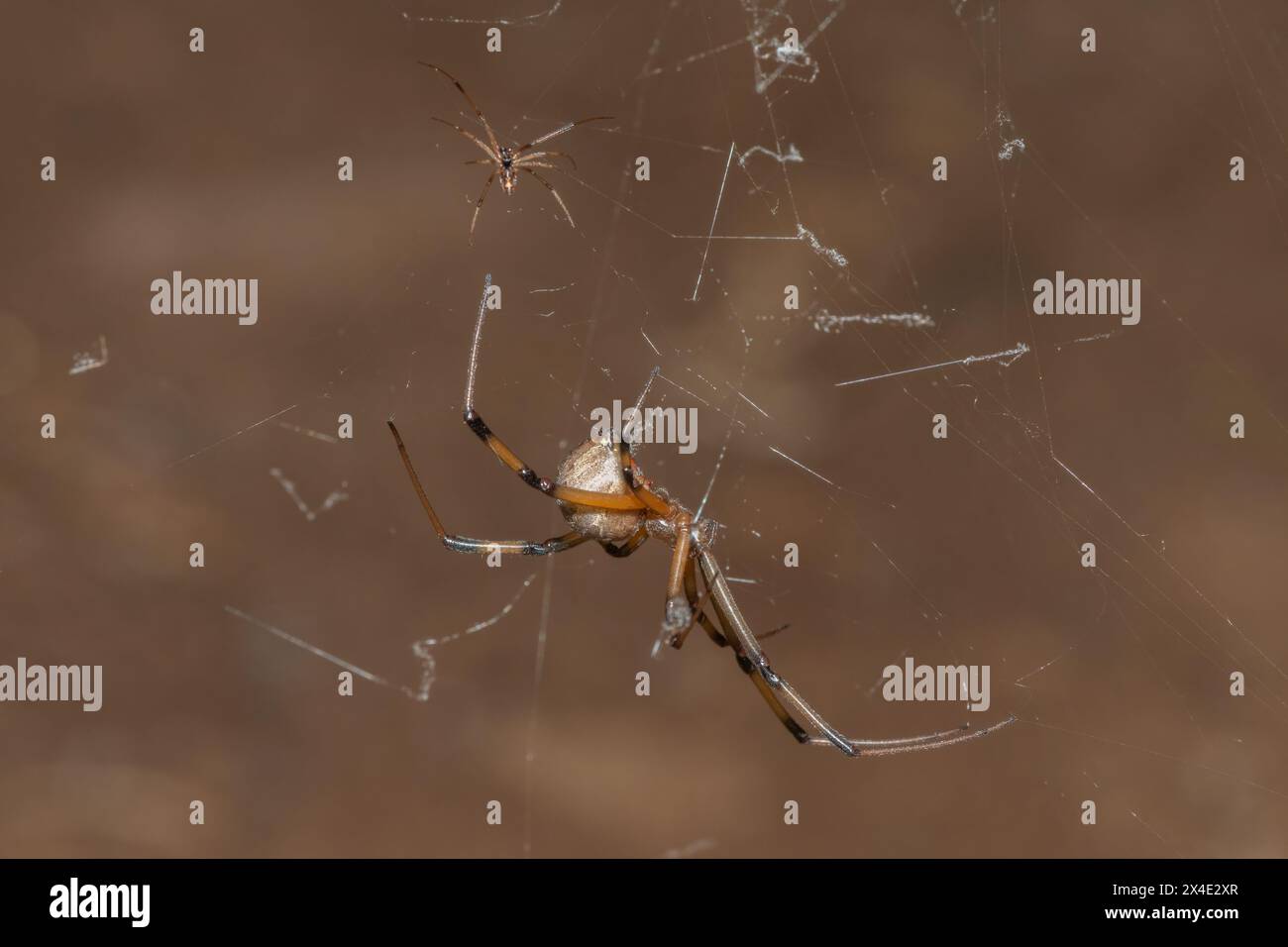 Confronto delle dimensioni tra un ragno a bottone marrone maschio e femmina (Latrodectus geometricus) Foto Stock