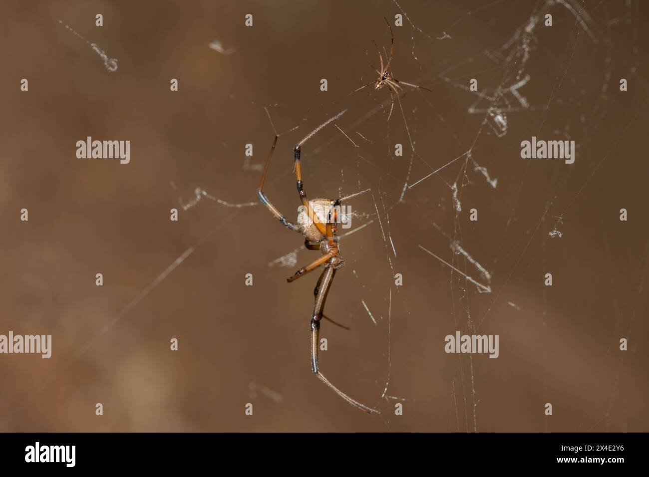 Confronto delle dimensioni tra un ragno a bottone marrone maschio e femmina (Latrodectus geometricus) Foto Stock