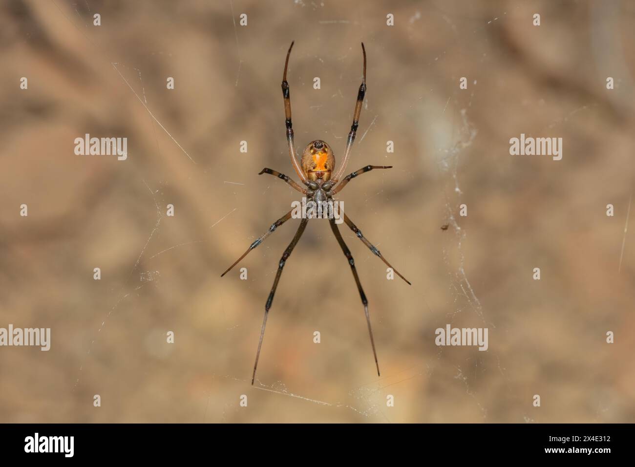 Un ragno velenoso a bottone marrone (Latrodectus geometricus) sulla sua ragnatela in natura Foto Stock