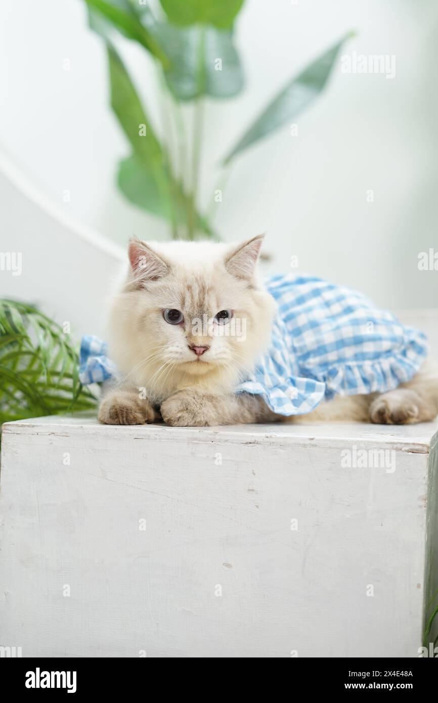posa ravvicinata di un gatto ragdoll con una camicia blu che dorme su una sedia in una stanza studio Foto Stock