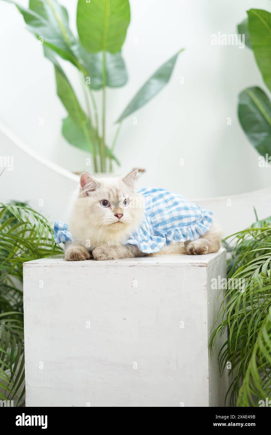 primo piano di un gatto ragdoll in abiti blu che dorme su una sedia in studio, schifo di gatto Foto Stock