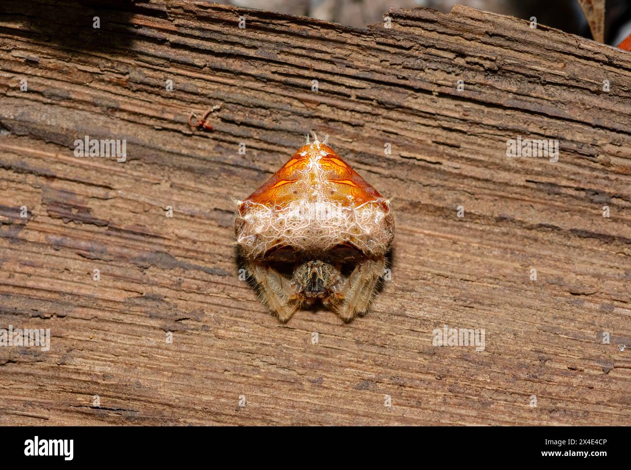 Un vulnerabile DeBeers Bolas Spider (Cladomelea debeeri) in natura Foto Stock