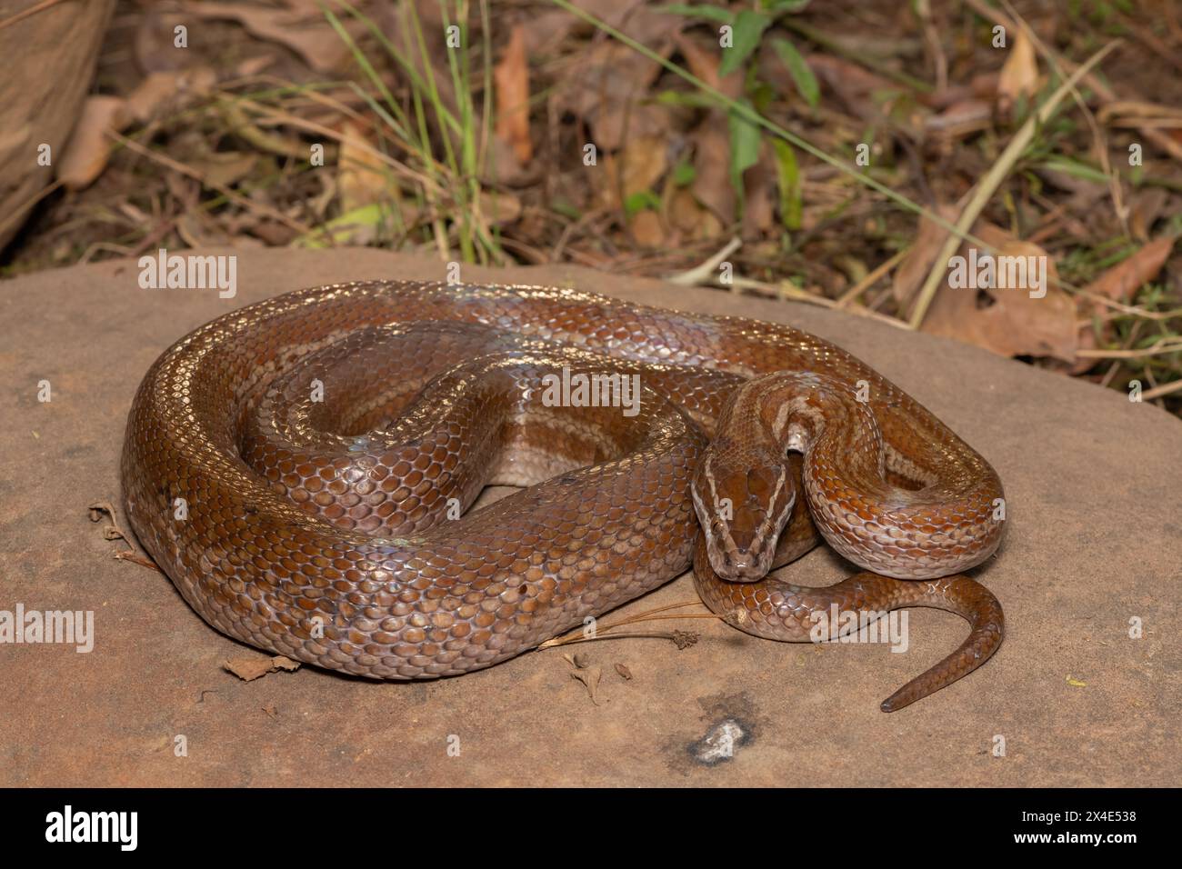 Bellissimo serpente marrone per adulti (Boaedon capensis) Foto Stock