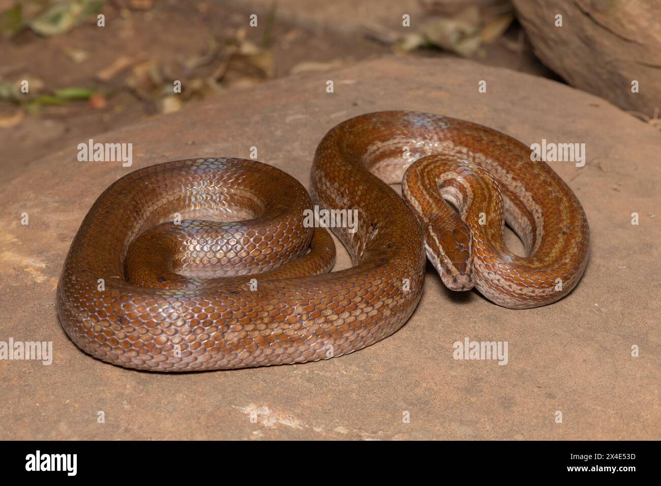 Bellissimo serpente marrone per adulti (Boaedon capensis) Foto Stock