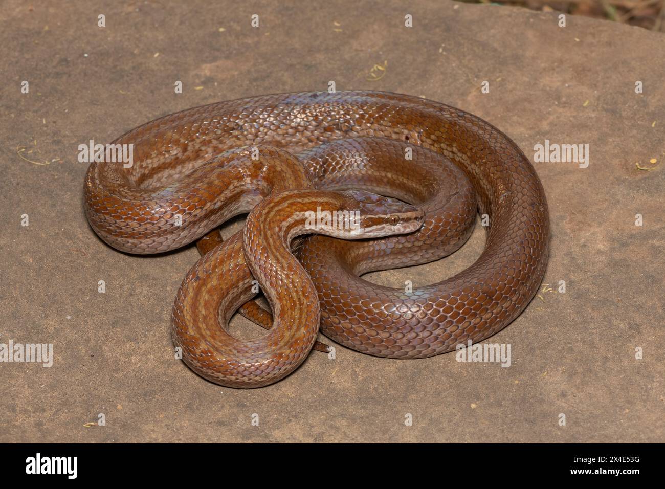 Bellissimo serpente marrone per adulti (Boaedon capensis) Foto Stock