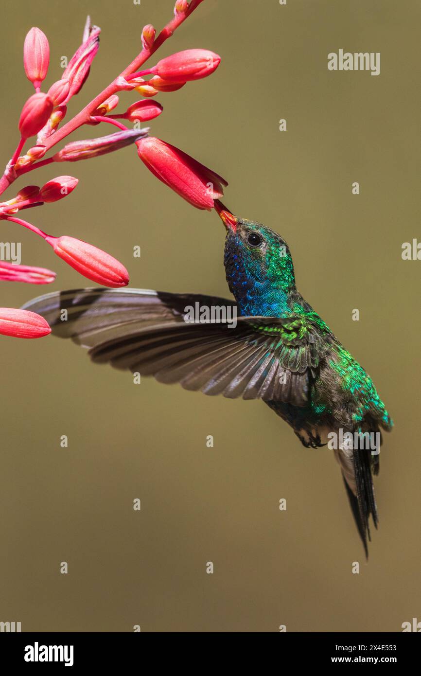 Colibrì a becco grosso, la yucca fiorisce Foto Stock