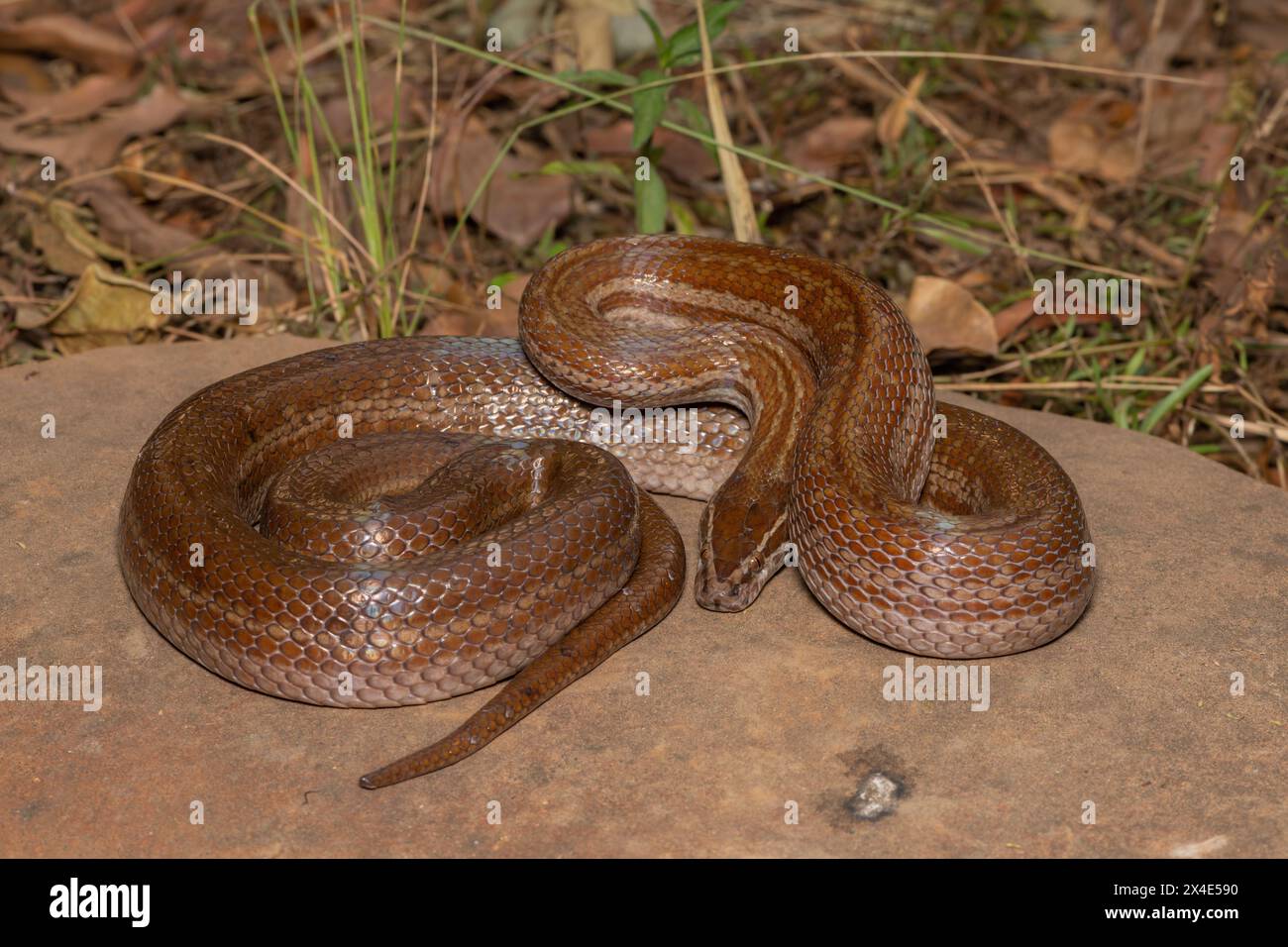 Bellissimo serpente marrone per adulti (Boaedon capensis) Foto Stock
