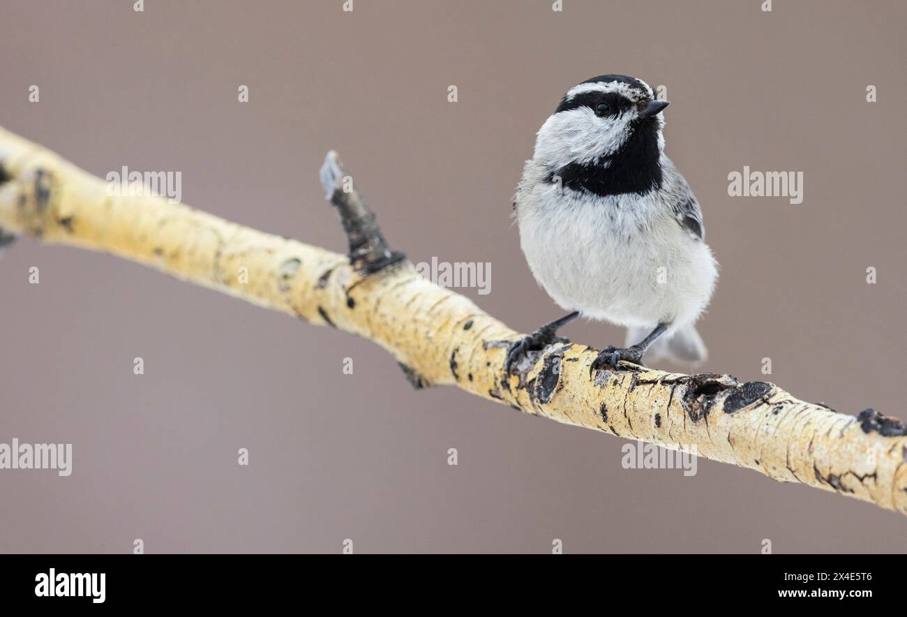 Mountain chickadee fa una pausa in una filiale invernale di aspen, Colorado, Stati Uniti Foto Stock