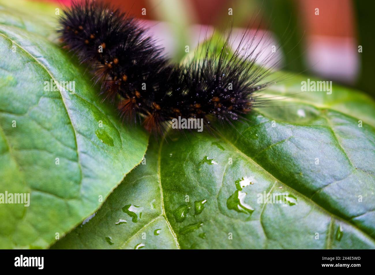 Un bruco di Saltmarsh nero fuzzolente con accenni di arancio e macchie bianche strizza su una foglia verde vibrante con goccioline d'acqua. Foto Stock