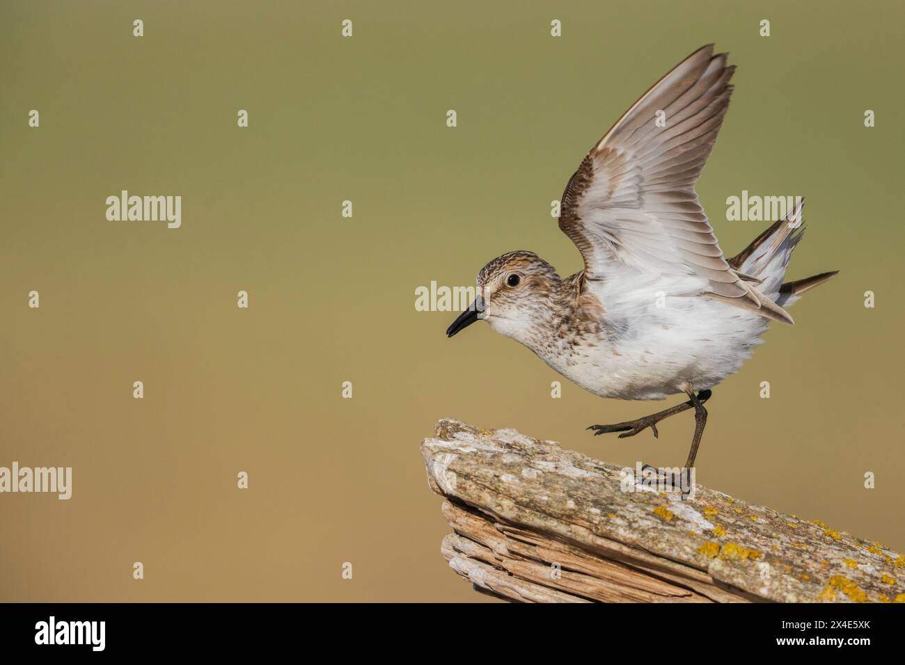 Semipalmated sandpiper che scenderà su Driftwood Calling Post, Alaska, USA Foto Stock