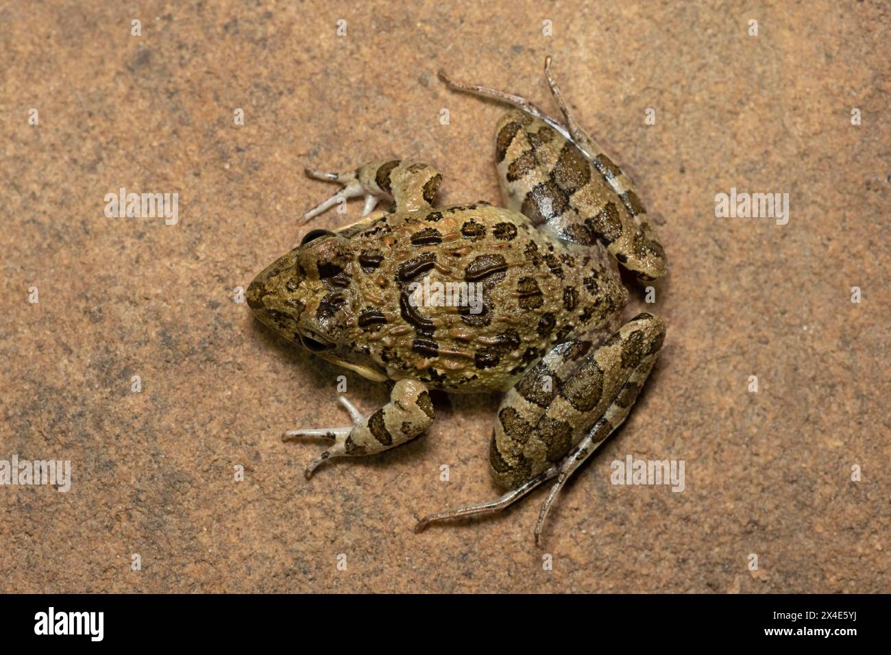 Facendo clic su Stream Frog, Grays Stream Frog, Spotted Stream Frog (Strongylopus grayii) Foto Stock
